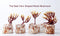 Different shapes of the deer horn shaped Reishi mushrooms. "The deer horn shaped Reishi mushroom."