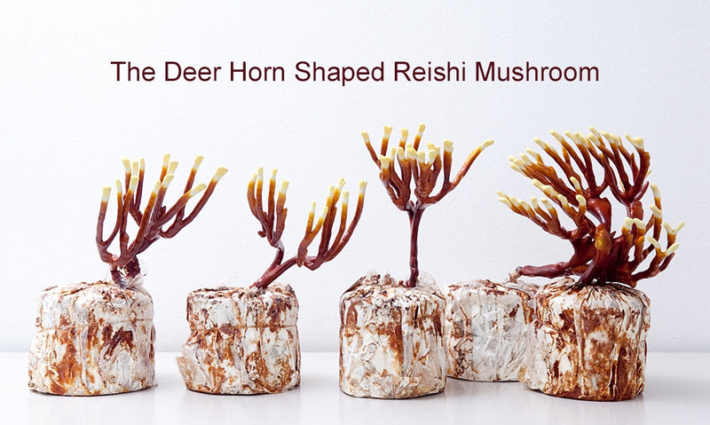 Different shapes of the deer horn shaped Reishi mushrooms. "The deer horn shaped Reishi mushroom."
